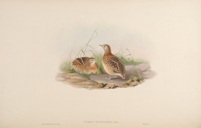 Turnix dussumieri da John Gould